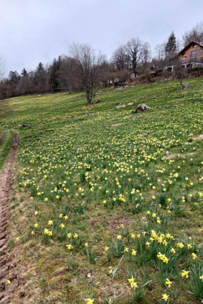 Charmant Gite, Au Calme, Avec Vue Imprenable Sur La Nature Environnante Deycimont 外观 照片