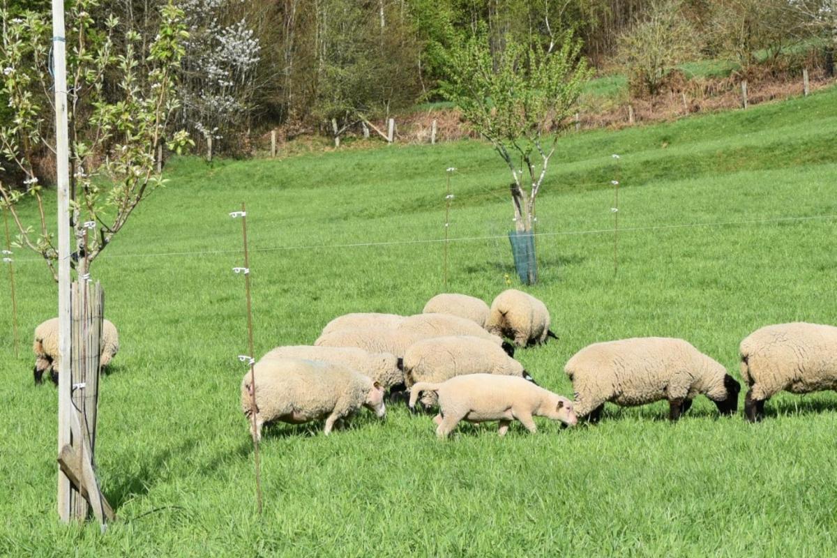 Charmant Gite, Au Calme, Avec Vue Imprenable Sur La Nature Environnante Deycimont 外观 照片